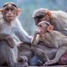 Fenomena Monyet Turun Gunung di Kota Bandung, BMKG: Belum Bisa Dikaitkan dengan Potensi Bencana