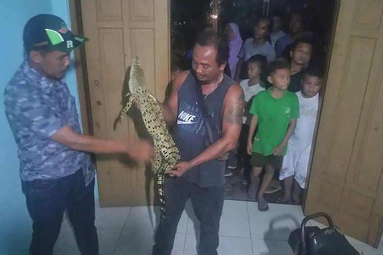 Seekor buaya muara (crocodylus prosus) berukuran satu meter menyerang seorang pemuda bernama Lujeng Purwono (35) warga RT 003 RW 005 Desa Selabaya, Kecamatan Kalimanah, Purbalingga, Jawa Tengah, Senin (30/12/2019).