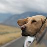 Pemilik Anjing Canon Minta Maaf karena Buat Kegaduhan, Tak Permasalahkan Peliharaannya Mati