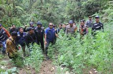 Ditemukan Lagi 1.680 Pohon Ganja di 7 Lokasi di Lereng Gunung Semeru