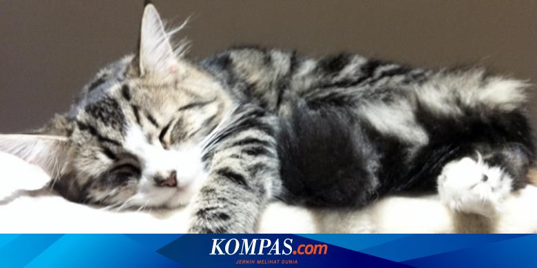 Memelihara Hewan Peliharaan Kini Lebih Dari Sekadar Hobi