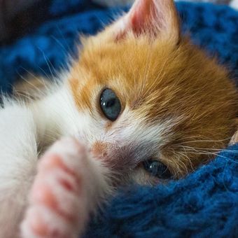 Hangatkan kucing dengan menempatkannya di alas selimut atau handuk
