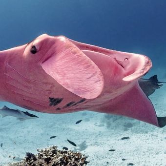 Pari manta berwarna merah muda ini tertangkap kamera di Great Barrier Reef, Australia.