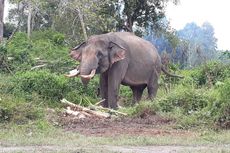 Gajah Rahman dan Indro Pun 