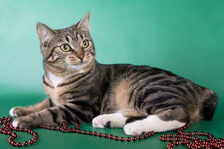 6 Ras Kucing Bobtail yang Unik dan Menggemaskan