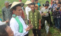Ada yang Mencari Tahu Keberhasilan Swasembada Pangan Indonesia