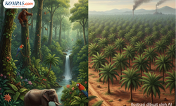 PalmCo Dorong Pemerintah Perjelas Batas Kawasan Hutan untuk Beri Kepastian Hukum