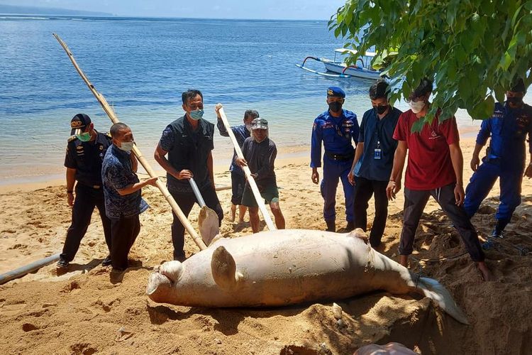 Proses penguburan dugong di bibir Pantai Watu Jimbar, Desa Sanur, Kecamatan Denpasar Timur. 