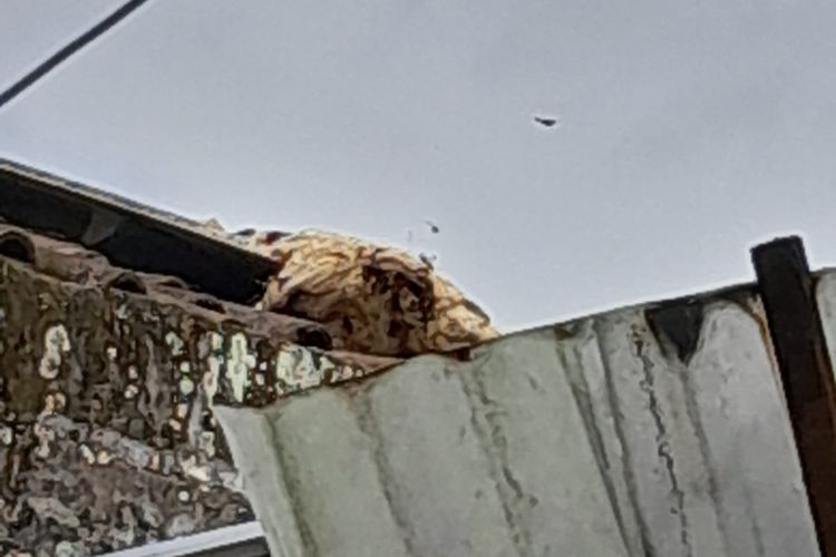 Sarang tawon Vespa Affinis di atap rumah korban meninggal dunia berinisial Y warga Argomulyo, Cangkringan, Sleman. (Foto Dok BPBD Sleman)