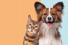 Pasutri Bogor Tewas dalam Kecelakaan Bus di Tol Batang-Semarang, Tinggalkan Bayi 2 Bulan