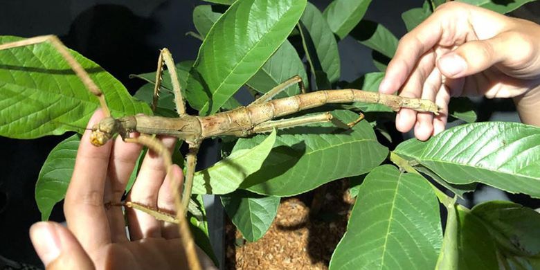 Stick insect, serangga dari Jawa Barat di Jakarta Aquarium.