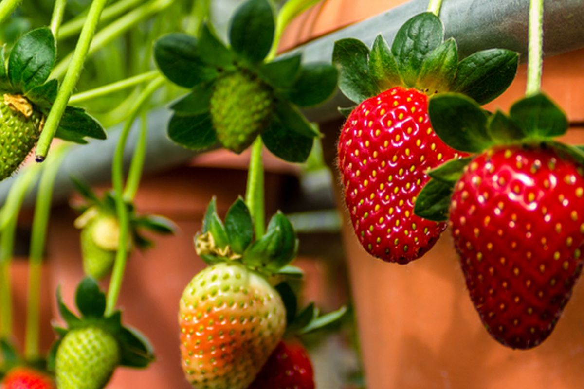 Ilustrasi menanam strawberry di pot. 