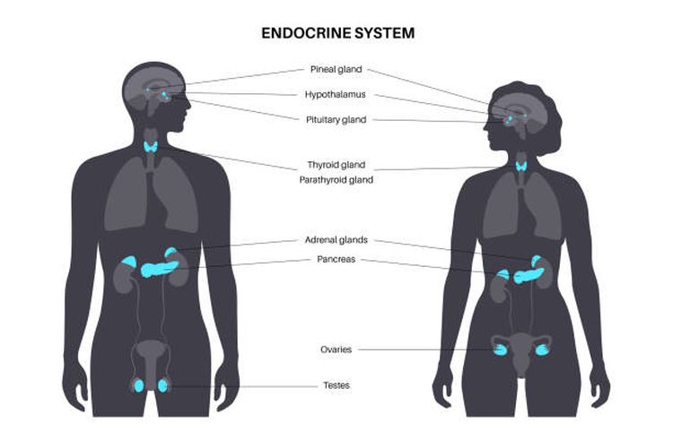 Ilustrasi sitem endokrin pada tubuh manusia.