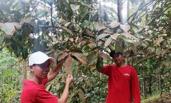 Krisis Iklim Ganggu Siklus Produksi Manggis, Hasil Panen Petani Turun