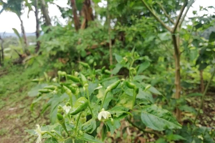 Menanam cabai dengan menggunakan karung 