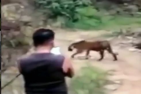 Demi Foto dan Video, Sekelompok Warga Pertaruhkan Nyawa Dekati Harimau yang Baru Keluar dari Hutan