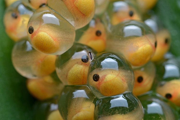 Telur katak yang telah dibuahi melalui fertilisasi eskternal