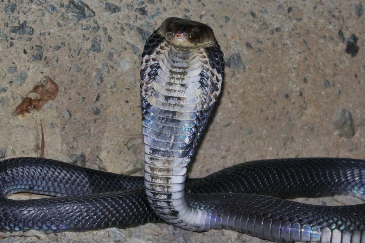 Ilustrasi kobra china