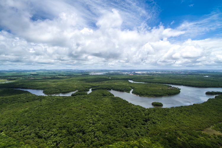 Hutan hujan tropis Amazon, Brasil.