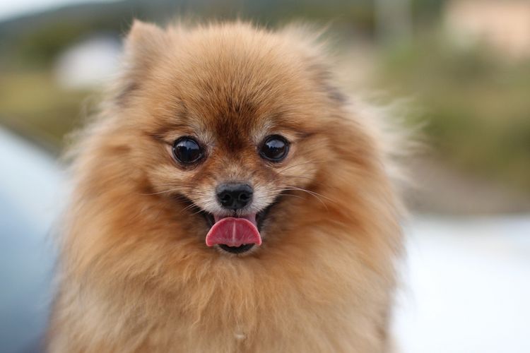 Ilustrasi ras anjing Pomeranian. 