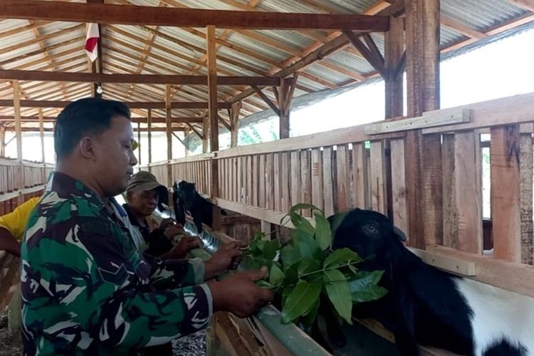 Sertu Suryadi Babinsa Kepil Wonosobo saat memberikan pakan kambing miliknya Jumat (7/6/2024)