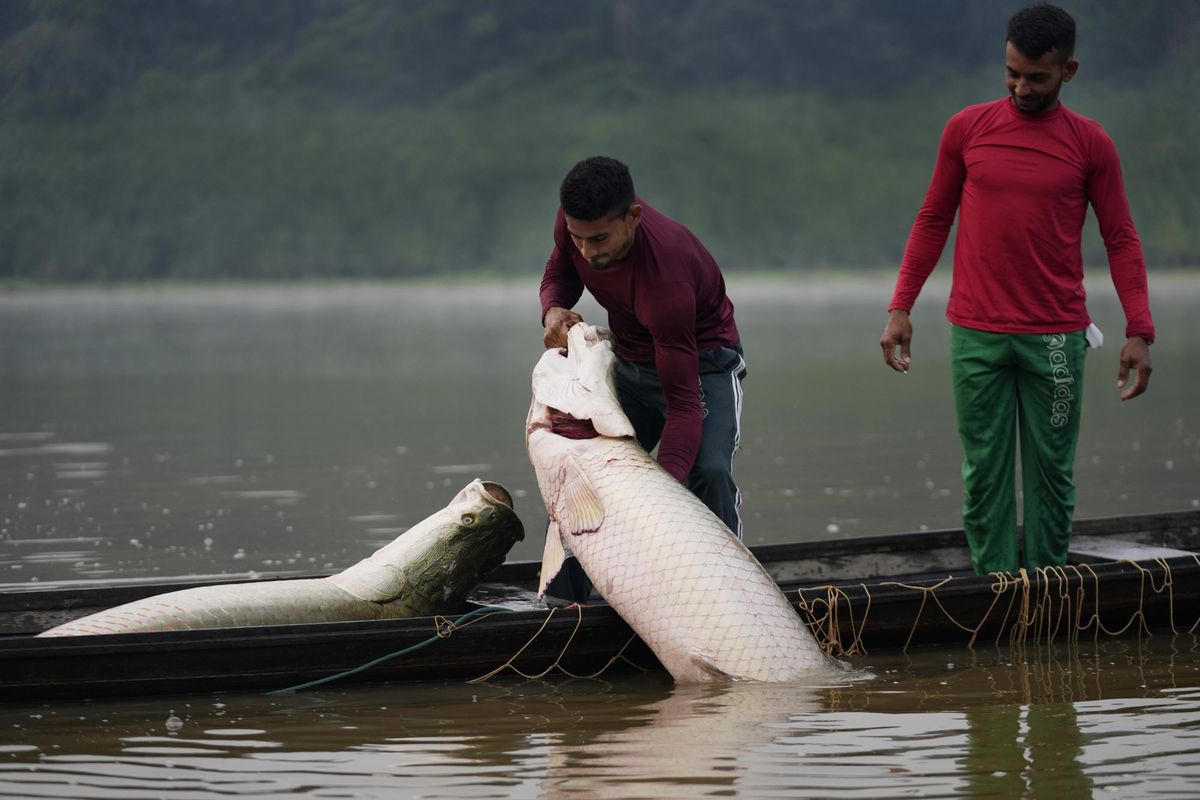 Kakak-kakak nelayan Gibson, kanan, dan Manuel Cunha Da Lima, depan, memelihara ikan arapaima di sebuah danau di pemukiman San Raimundo, di wilayah Medio Jurua, Negara Bagian Amazonia, Brasil, Senin, 5 September 2022. Komunitas adat bekerja sama dengan non -Pemukim sungai asli mengelola pirarucu di kawasan yang diawetkan di Amazon. Sebagian besar diekspor, dan AS adalah pasar utama. 