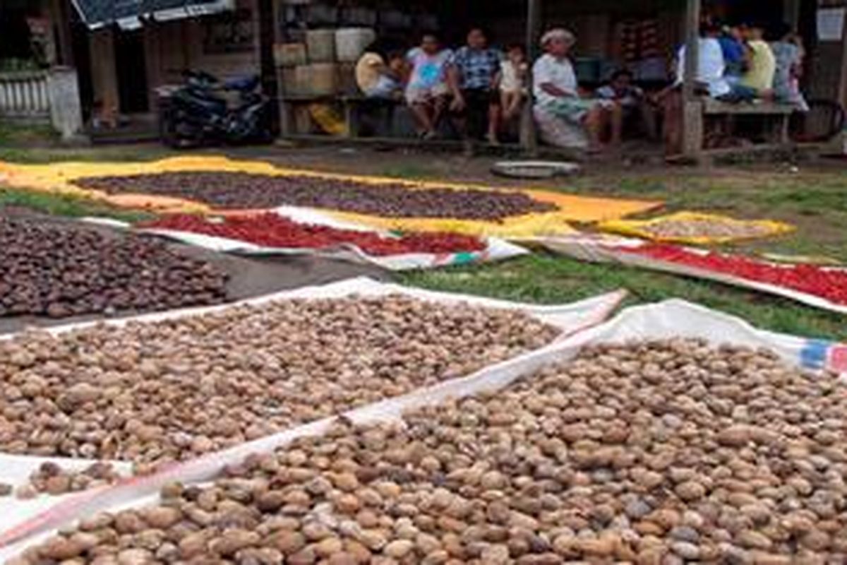 Biji dan bunga pala dijemur warga Desa Gamtala, Kecamatan Jailolo, Maluku Utara, Sabtu (18/5/2013). Rempah-rempah seperti pala dan cengkeh merupakan produk utama yang dihasilkan di daerah tersebut.
