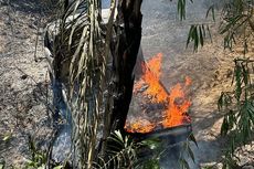 Terjun ke Jurang, Mobil Pengangkut Bahan Bakar dan Makanan di Bone Bolango Terbakar