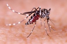 Jutaan Nyamuk Berbakteri Wolbachia Akan Dilepas di Buleleng demi Turunkan Kasus DBD