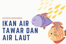 Sistem Ekskresi Ikan Air Tawar dan Air Laut