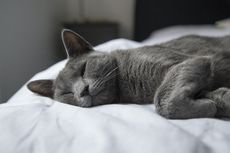 7 Arti Posisi Tidur Kucing, dari Telentang sampai Mirip Roti