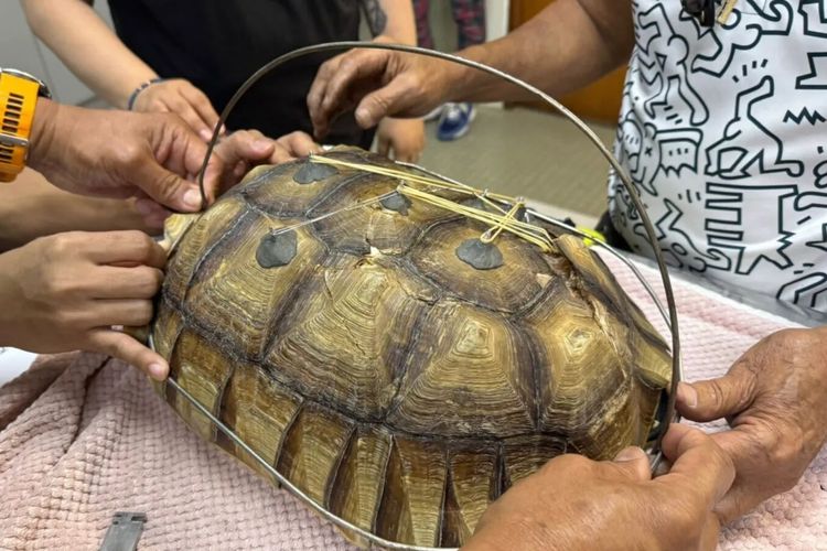 Kisah Kura-kura Sulcata Bangkit dari Kematian Usai 2 Kali Terlindas Mobil
