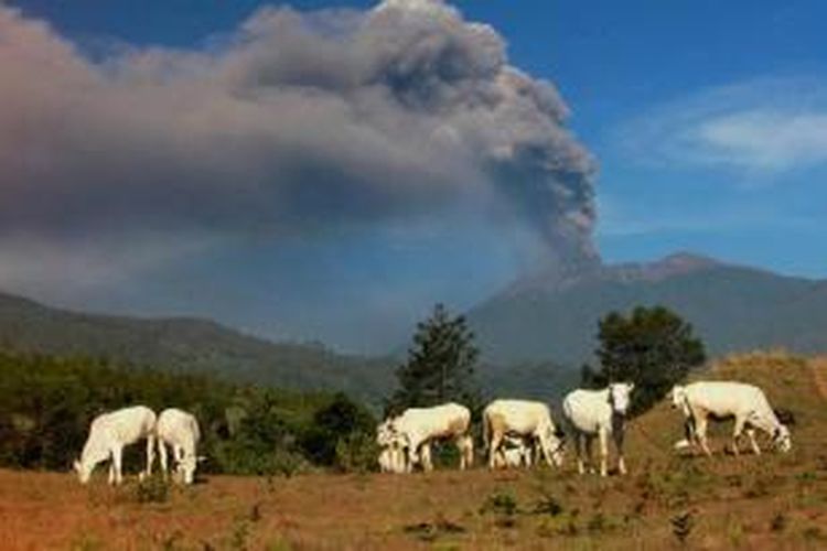 Hewan ternak dengan latar belakang letusan Gunung Raung di Bondowoso, Jawa Timur, 12 Juli 2015. Abu letusan dari Gunung Raung telah mengakibatkan sejumlah bandara lokal ditutup.