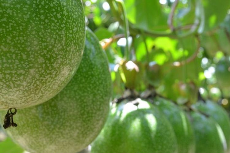 Tanaman buah markisa