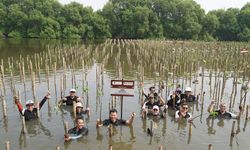 Menarini Indonesia Tanam 1.600 Pohon Mangrove di Pesisir Utara Jawa