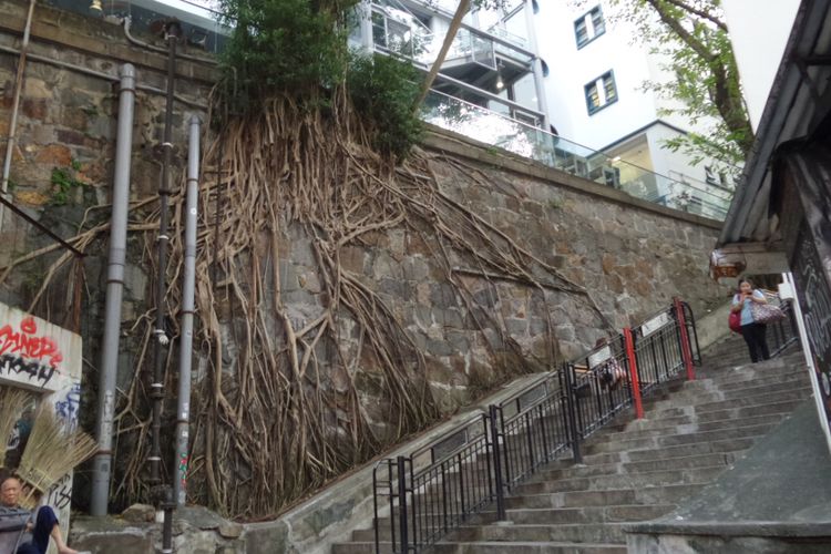 Salah satu spot street art serta pohon tua yang akarnya menempel di dinding. Terletak di kawasan Old Town Central, Hongkong.