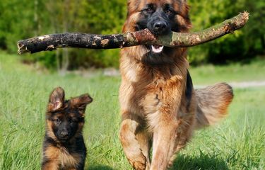 7 Fakta Menarik Anjing German Shepherd, Cerdas dan Bantu Tugas Polisi