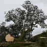 Pohon Sycamore Gap yang Ikonis di Inggris Ditebang, Picu Kesedihan Luas, Remaja Ditangkap