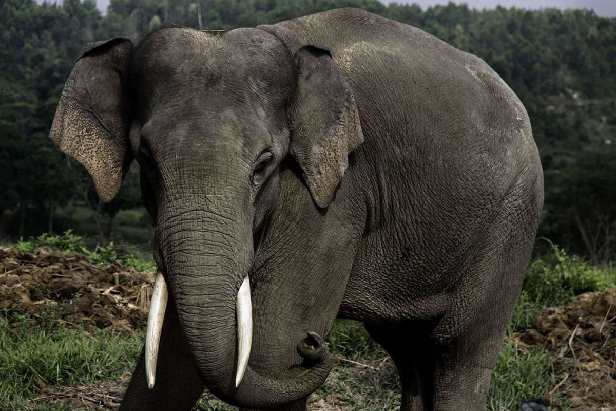 Seekor gajah Sumatera jantan di Pusat Konservasi Gajah Riau, Selasa (13/3/2018). Ledakan populasi manusia dan kebijakan pemerintah yang mengatasnamakan pembangunan, membuat hutan sebagai habitat gajah Sumatera makin menciut lebih cepat dari yang diprediksi.