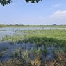 158 Hektar Sawah di Pasuruan Terendam Banjir, Petani Terancam Gagal Panen 