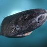 6 Fakta Hiu Greenland, Vertebrata yang Hidup Paling Lama di Dunia