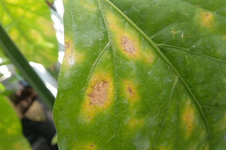 Ilustrasi penyakit bercak daun