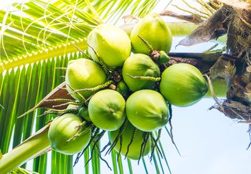 Optimisme Pengembangan Kelapa Indonesia