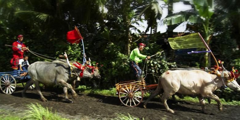 Makepung, lomba balap kerbau di Kabupaten Jembrana, Bali.