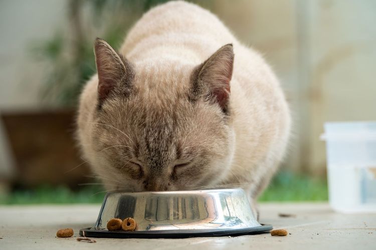 Dry Food Vs Wet Food, Mana Lebih Baik untuk Anabul?
