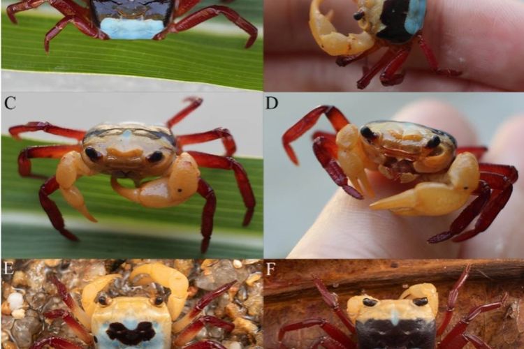 Badan Riset dan Inovasi Nasional (BRIN) menemukan spesies baru kepiting tiga warna yang ditemukan di Gunung Kelam, Kalimantan Barat.  Spesies kepiting itu diberi Lepidothelphusa menneri dengan punggung yang licin dan tiga warna yang kontras di tubunya.
