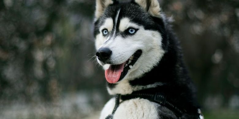 780px x 390px - Apakah Anjing Bisa Mengenali Rasa Takut Manusia? Halaman all - Kompas.com