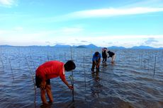 Sejumlah Upaya BRGM untuk Restorasi Gambut dan Mangrove di Indonesia