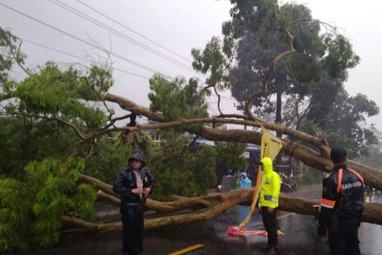 Sebuah pohon besar tumbang dan melintang di ruas jalan raya Cipanas, Cugenang, Kabupaten Cianjur, Jawa Barat, Sabtu (30/11/2019) petang. Akibatnya ruas jalan nasional itu macet total dan sebabkan antrian panjang kendaraan dari kedua arah.