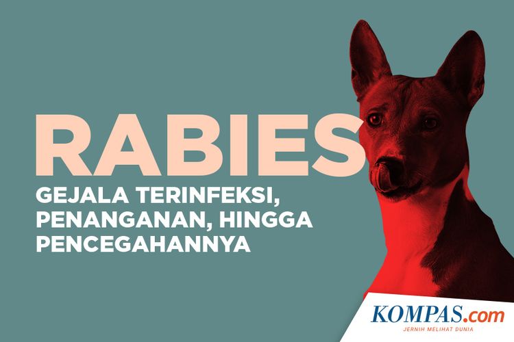 Rabies, Gejala Terinfeksi, Penanganan, hingga Pencegahannya